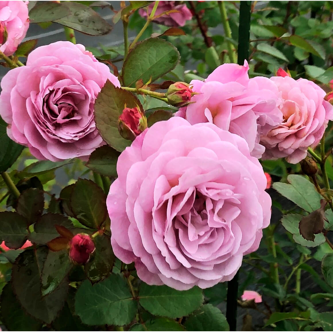 あいの風（あいのかぜ）