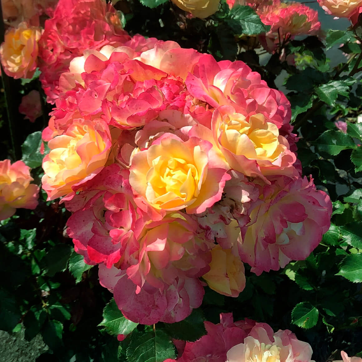 シトリン ルージュ