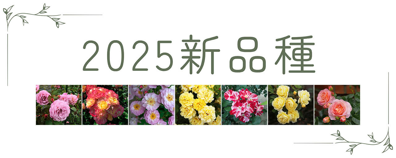 2025新品種