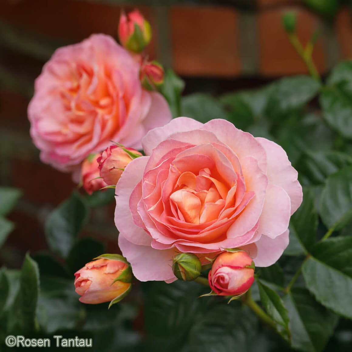 ドルンブルガー シュロスローズ