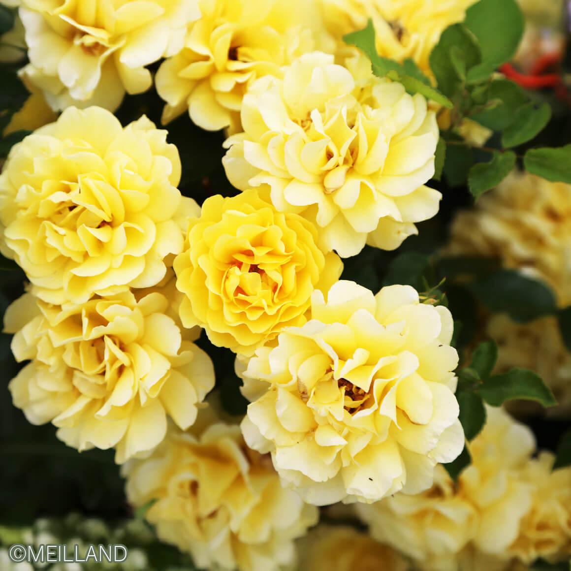 ゴールデン ストリート カラーズ