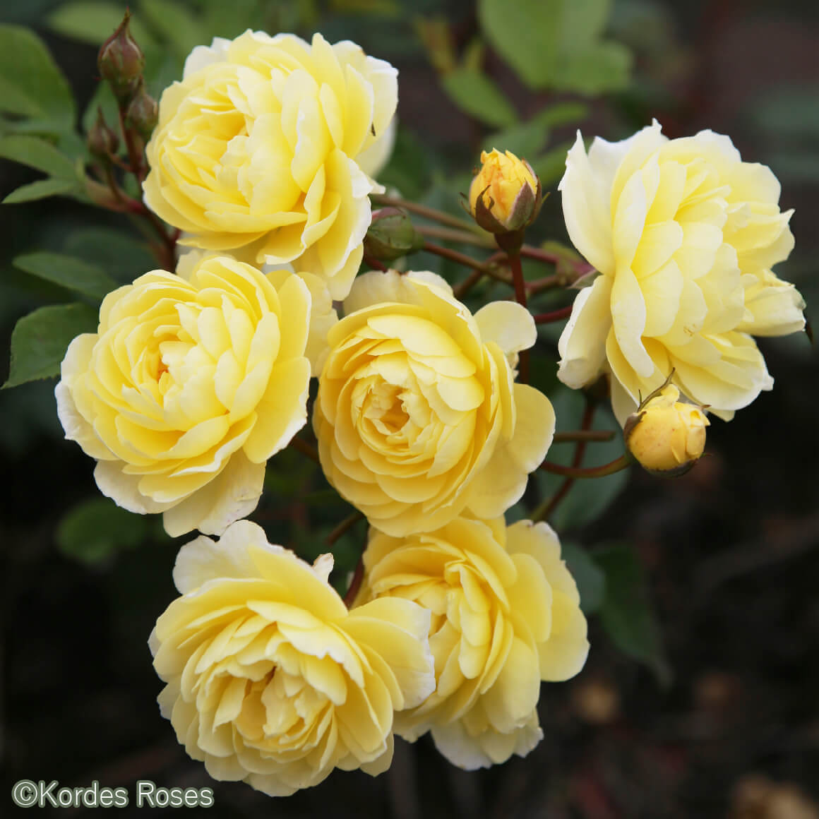 レモン シルエッタ