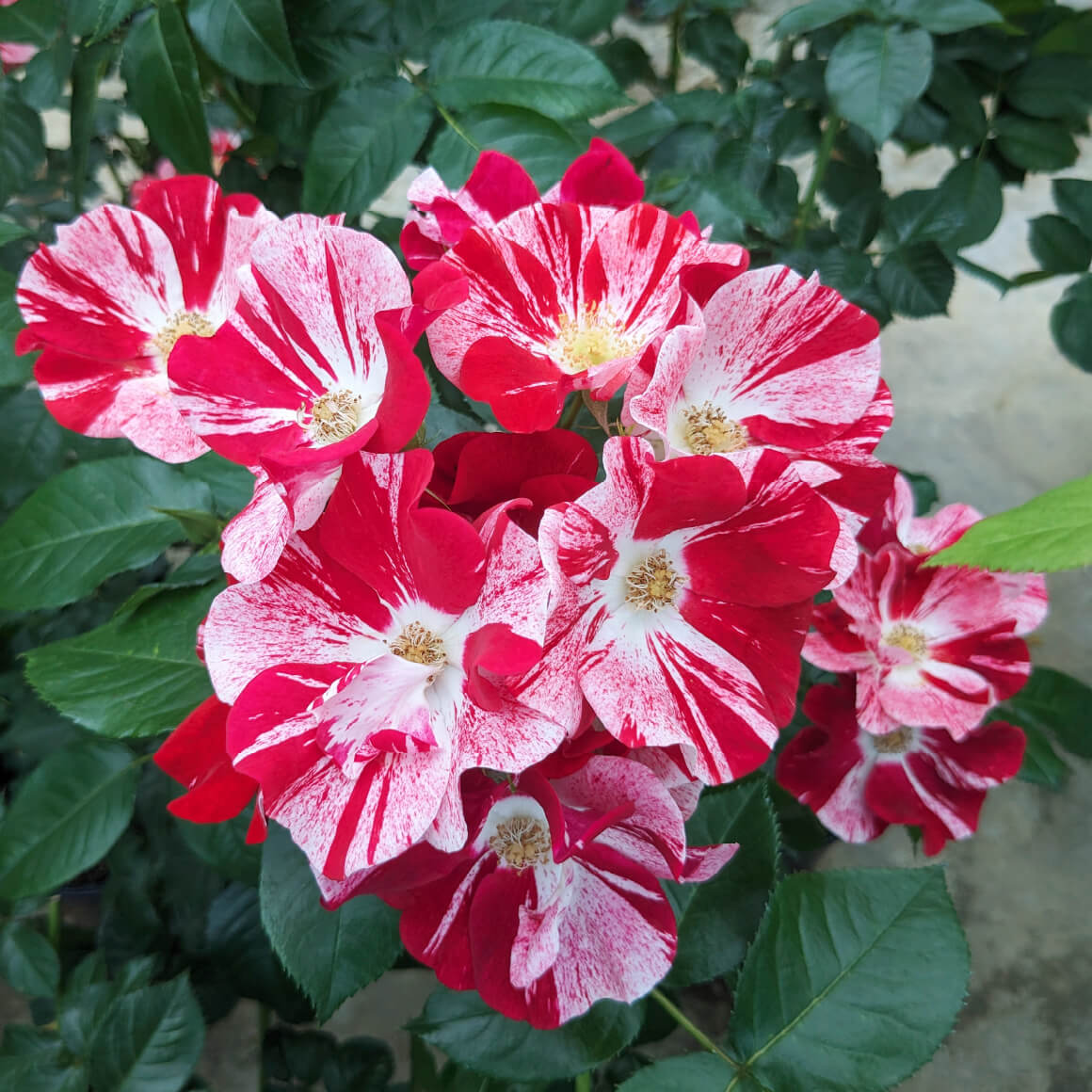 シムサラビン！