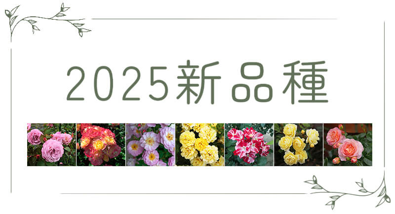 2025新品種