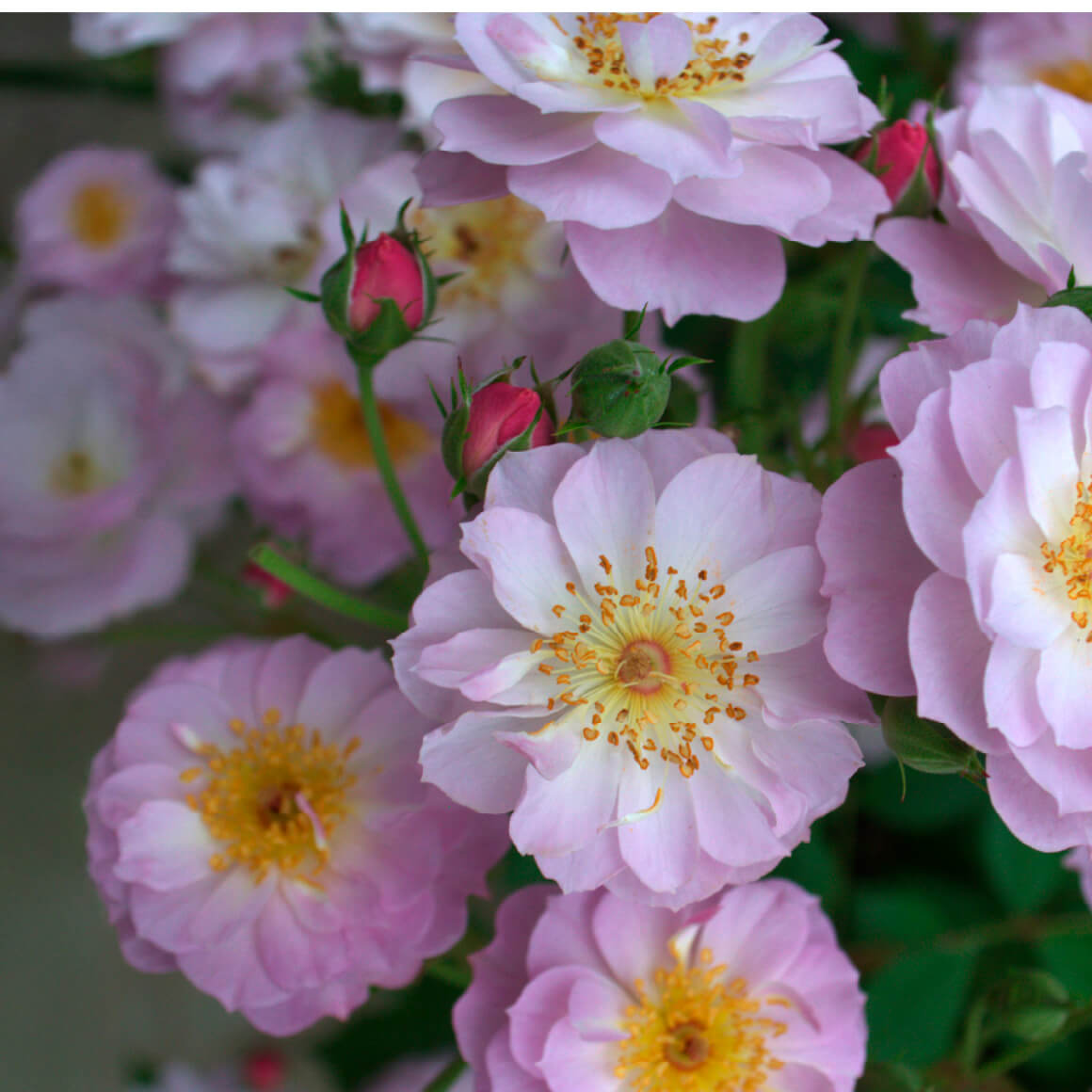 トゥインクル ブローチ