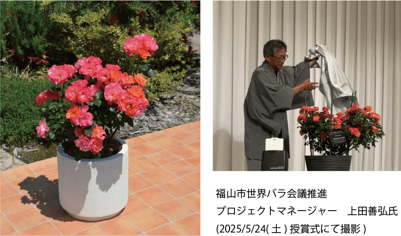 シュガー キャンディー ローズ