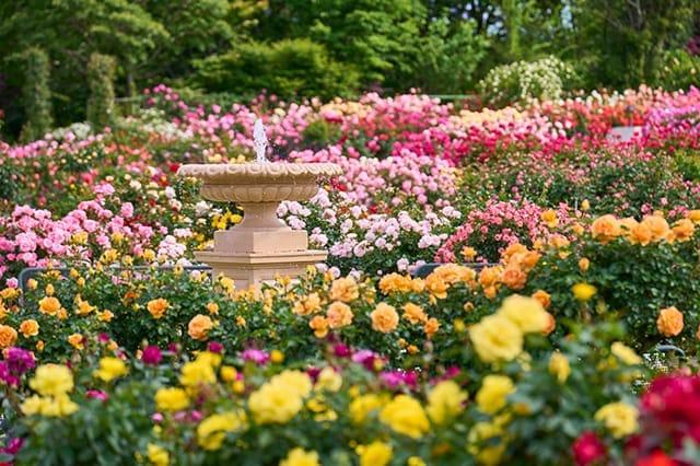 アンコール ブルーム