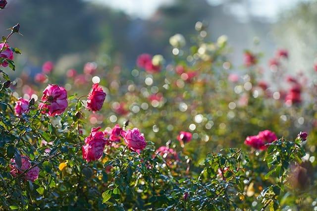 ローズヌーボー