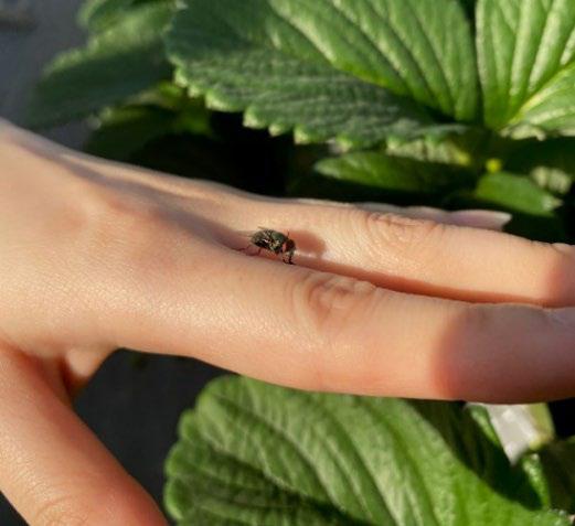 サステナブルな受粉方法を採用