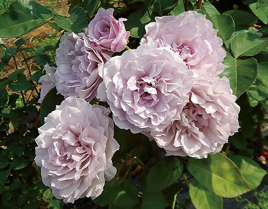 令の風（れいのかぜ）