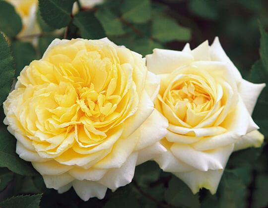 快挙（かいきょ）