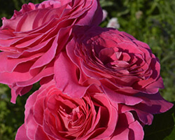 アドーア ロマンティカ