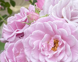 コルデス マチネ