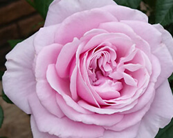 タンタウ パフューム ドレス