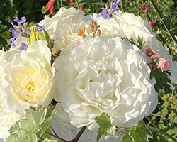 インタープランツ パール イヤリング