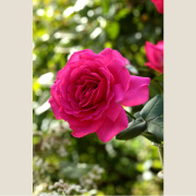 王妃アントワネット&reg;