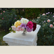 ベルサイユのばら&reg; シリーズ全6品種