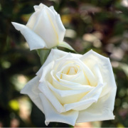 オスカル フランソワ&reg;