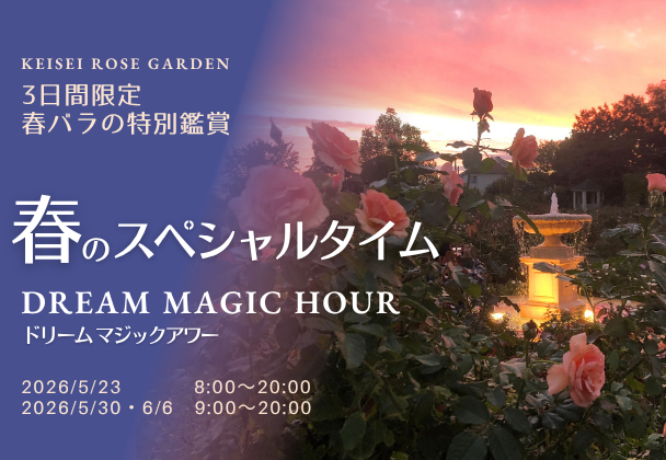 ドリームマジックアワー