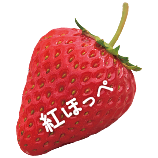 オズのストロベリー｜紅ほっぺ