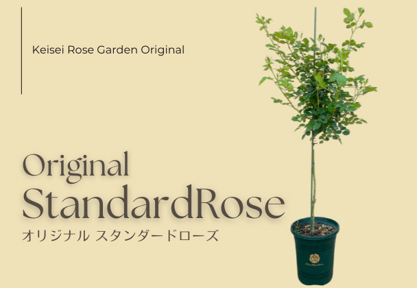 スタンダードローズ